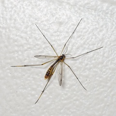 Ptychoptera albimana