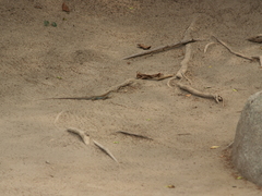 Ameiva bifrontata divisa