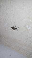 Triatoma