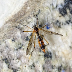 Ptychoptera albimana