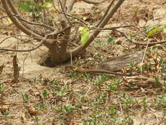 Ameiva