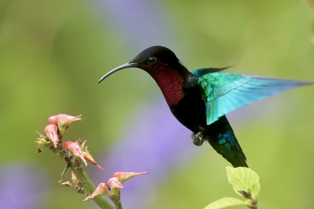 Garnet-throated Hummingbird (Lamprolaima rhami) photo