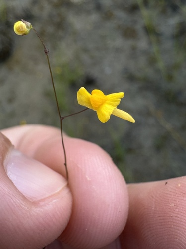 Zigzag Bladderwort