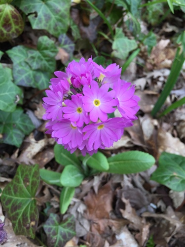 Primula denticulata, photograph 5