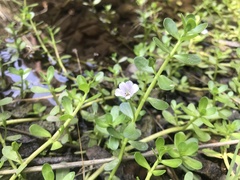Bacopa