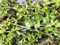 Bacopa
