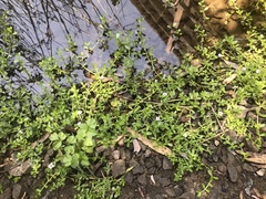 Bacopa