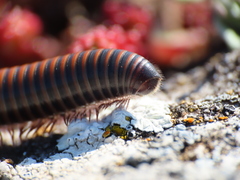 Acanthoiulus cassinensis