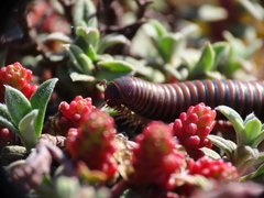 Acanthoiulus cassinensis