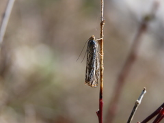 Thisanotia chrysonuchella