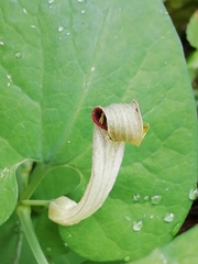 Aristolochia paucinervis