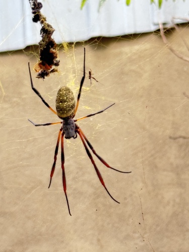 Trichonephila sexpunctata