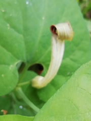 Aristolochia paucinervis