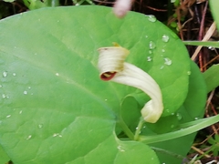 Aristolochia paucinervis