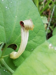 Aristolochia paucinervis