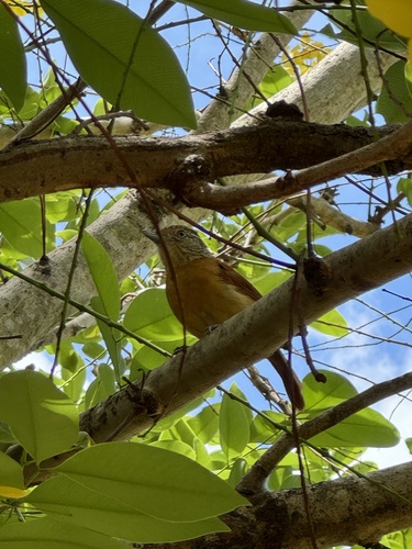 Barred Antshrike