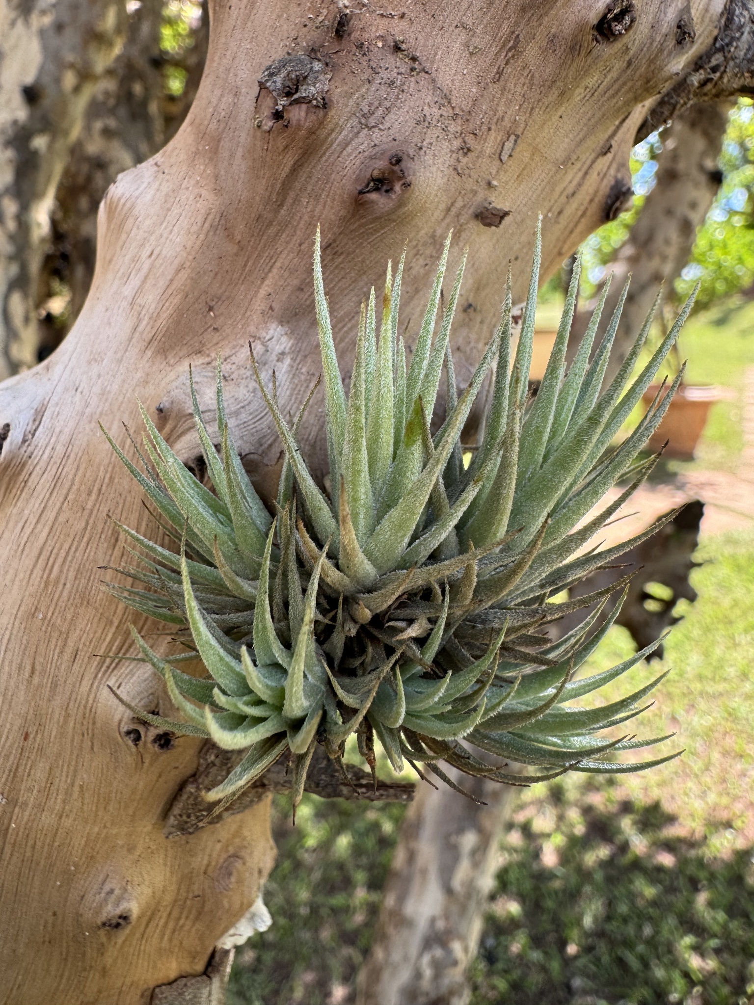 Tillandsia loliacea