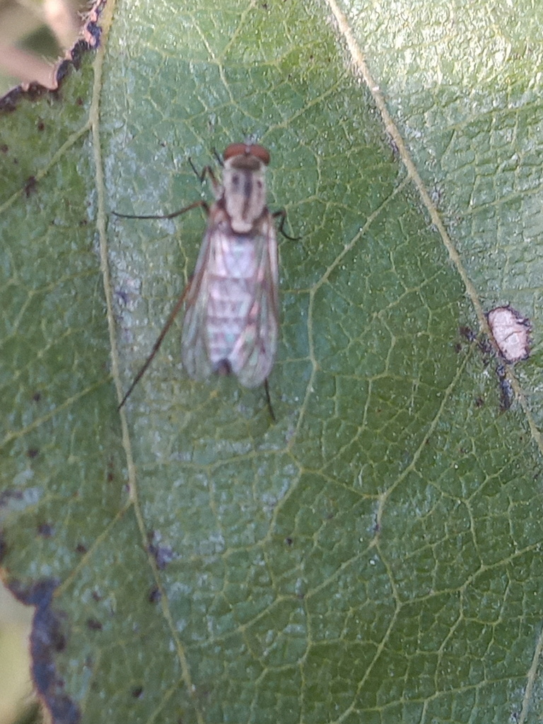 Penniverpa epidema