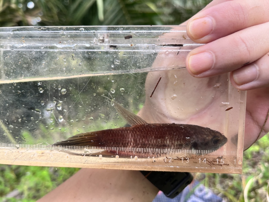 Tom's betta (Betta tomi) — Osphronemidae