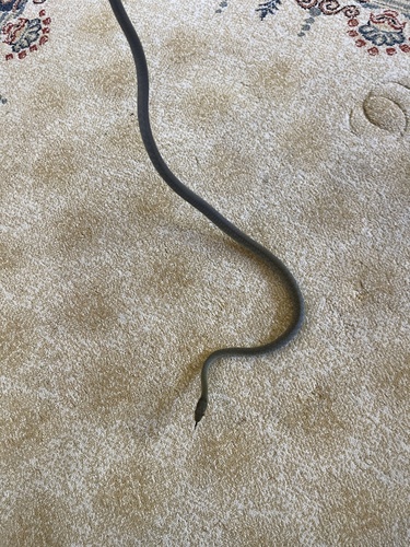 Common Tree Snake sighting