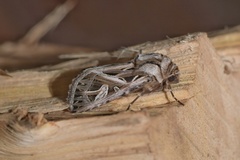 Leumicamia leucosoma