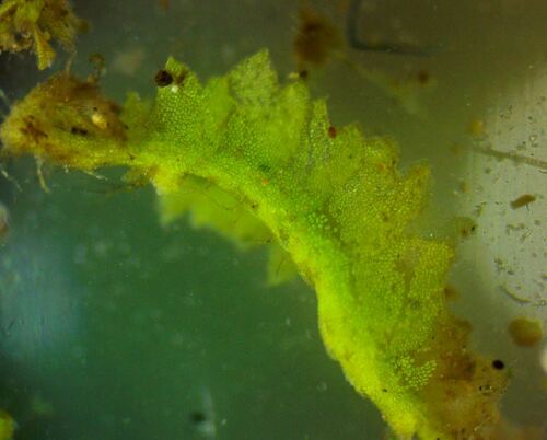 Image of Geocalyx graveolens by (c) Ryan Sorrells, some rights reserved (CC BY)