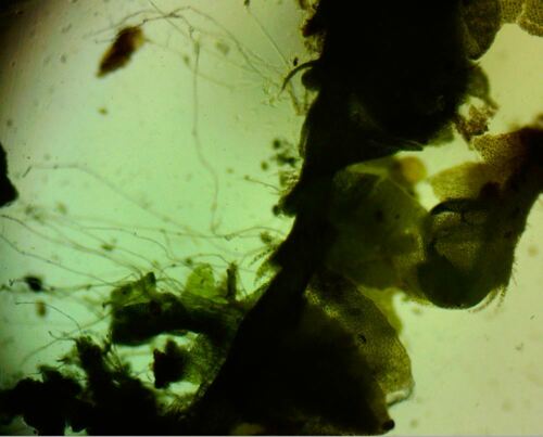 Image of Geocalyx graveolens by (c) Ryan Sorrells, some rights reserved (CC BY)