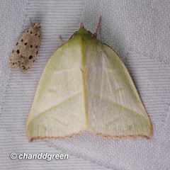 Hylophilodes tsukusensis