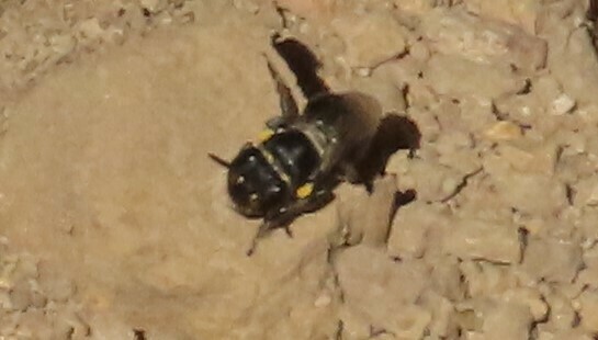 Cloudy Masked Bee from Coomba Park NSW 2428, Australia on February 13 ...