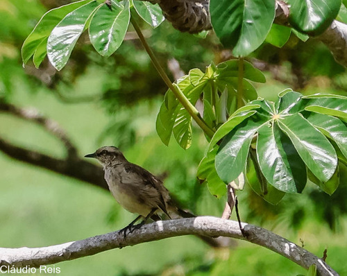 Chalk-browed Mockingbird