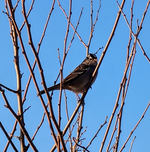 White-crowned Sparrow photographed in Missouri