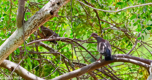 Picazuro Pigeon