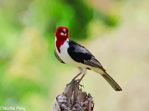 Red-cowled Cardinal