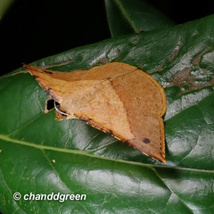 Pseudonadagara semicolor