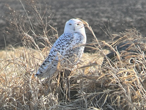Snowy Owl photographed in Michigan