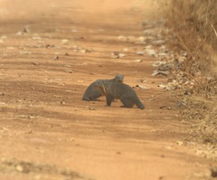 Gambian Mongoose photo 4