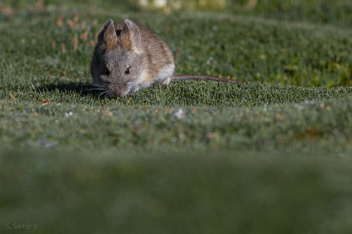 Bolivian Big-eared Mouse
