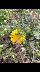Taraxacum