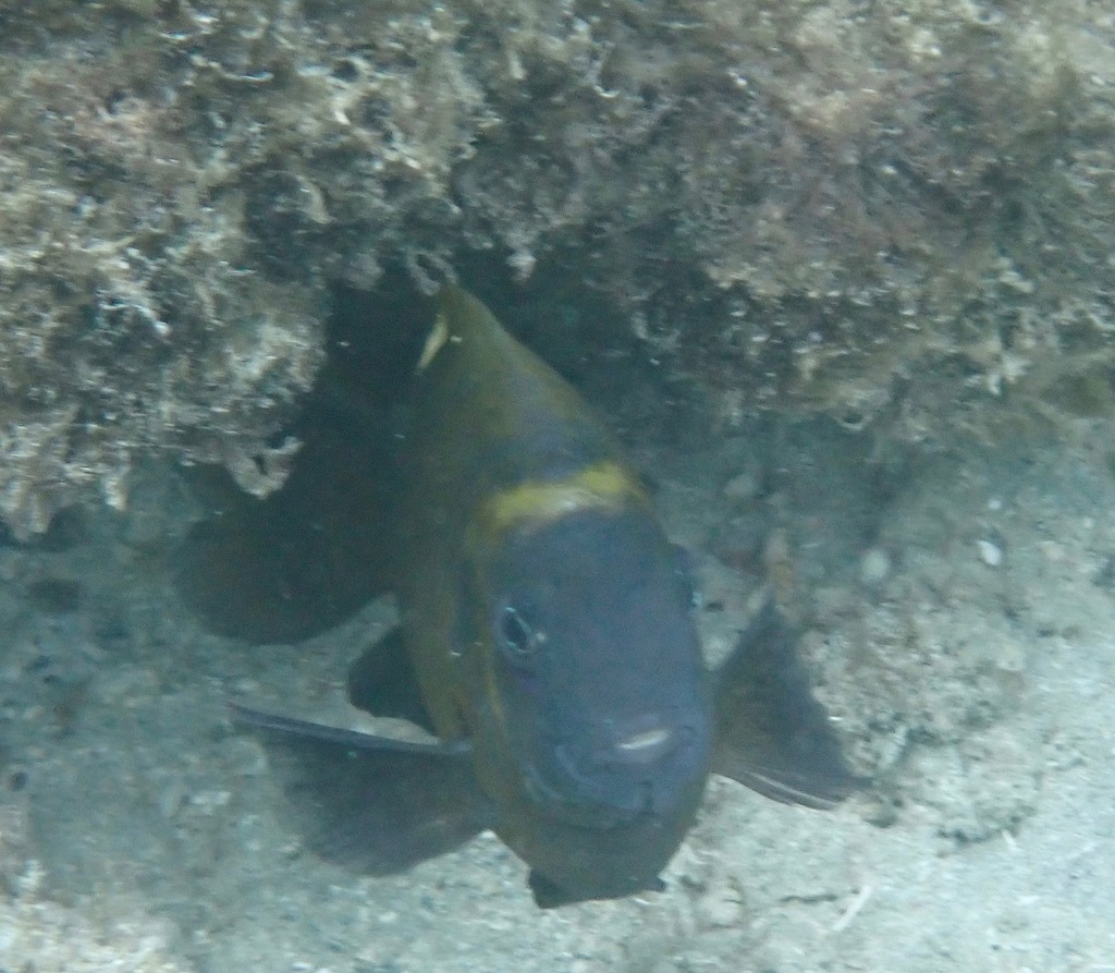 Pale-spot Damsel