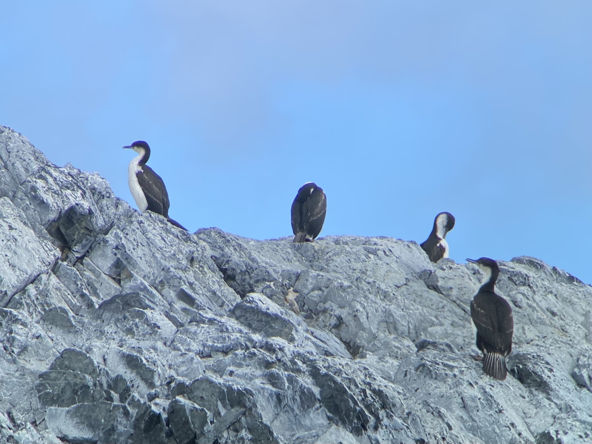 Antarctic Shag (Leucocarbo bransfieldensis)