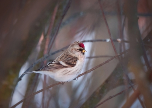 Pardillo norteño (Acanthis flammea)
