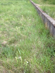 Ornithogalum nutans