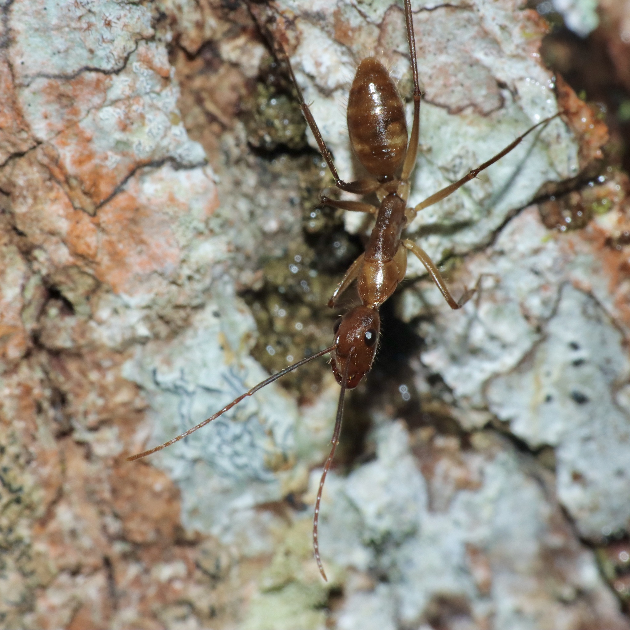 Camponotus conspicuus williamsi