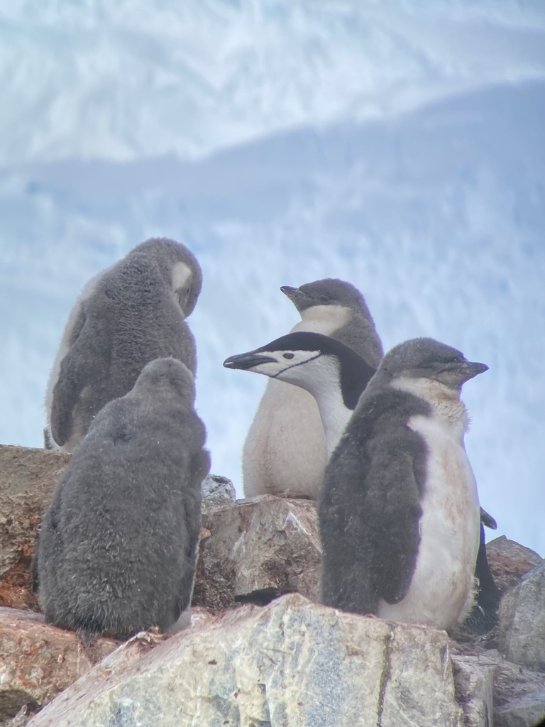 Adult chinstrap penguin with grey chicks on a rocky ledge