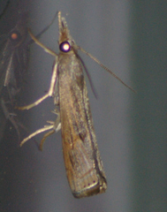 Thaumatopsis pexellus