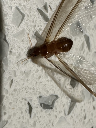 Neotermes chilensis