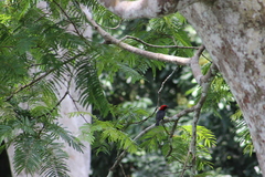 Malimbus rubricollis