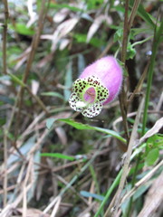 Kohleria affinis