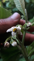 Solanum oblongifolium