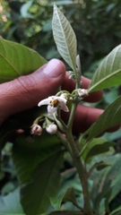 Solanum oblongifolium